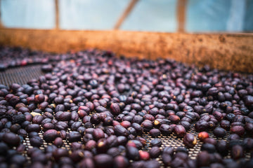 Coffee Processing Methods