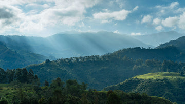 The Role of Elevation in Coffee Production