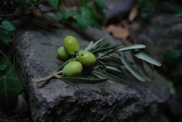 Olive Oil Coffee Explained