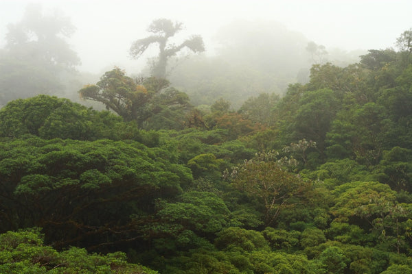 Costa Rican San Lorenzo Tarrazu - Mauch Chunk Coffee Company