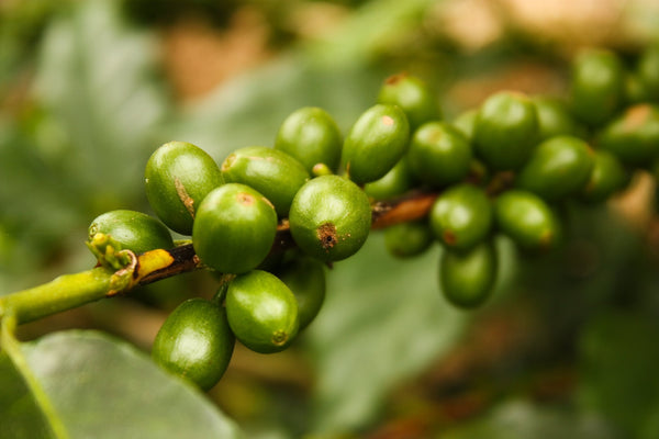 Decaf Colombian Valle del Cauca - Mauch Chunk Coffee Company