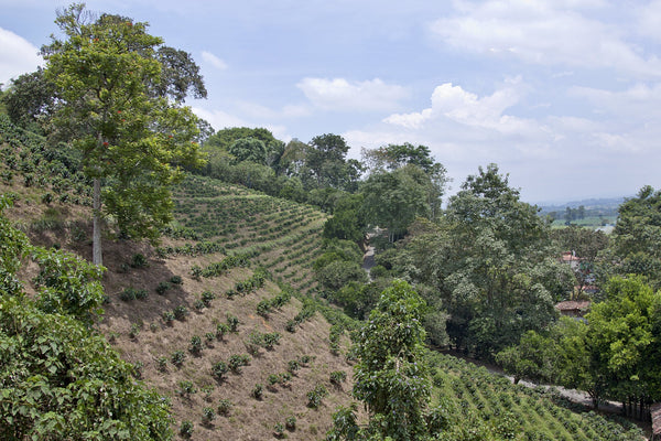 Decaf Colombian Valle del Cauca - Mauch Chunk Coffee Company