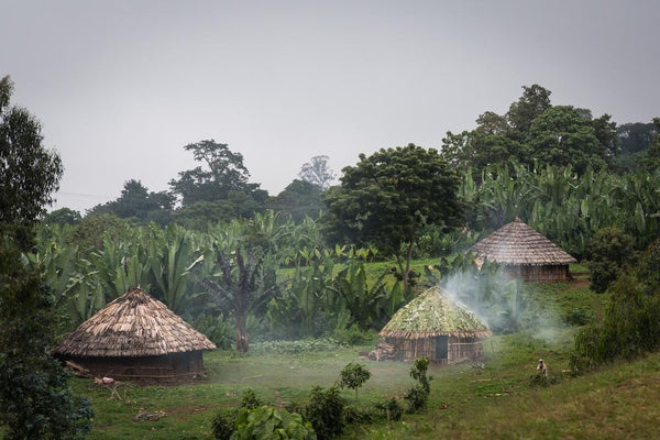 Ethiopian East Harrar Abidir - Mauch Chunk Coffee Company
