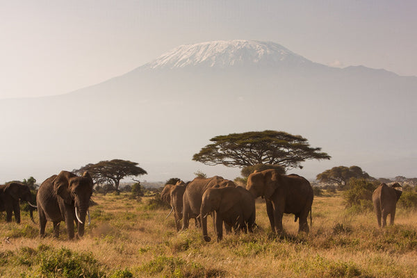 Kenyan Gatamaiyo - Mauch Chunk Coffee Company
