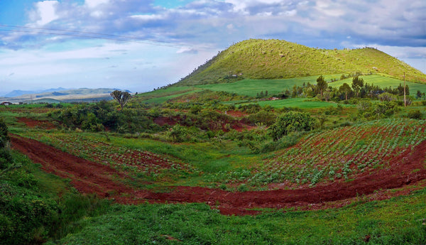 Kenyan Gatamaiyo - Mauch Chunk Coffee Company