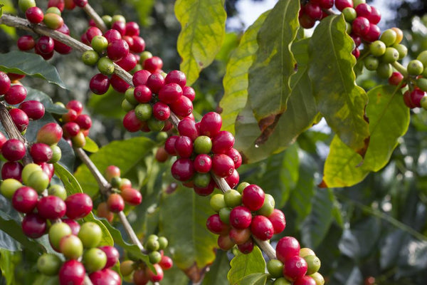Papua New Guinean Mount Bosavi Reserve - Mauch Chunk Coffee Company
