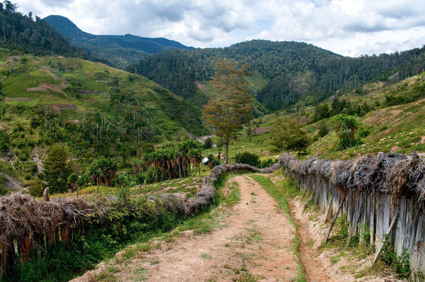 Papua New Guinean Mount Bosavi Reserve - Mauch Chunk Coffee Company