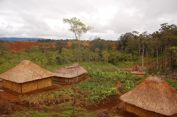 Papua New Guinean Mount Bosavi Reserve - Mauch Chunk Coffee Company