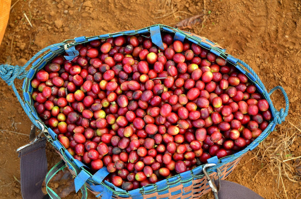 Tour of Africa - Mauch Chunk Coffee Company